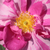 Roza - bela - Galska vrtnica - Rosa Mundi